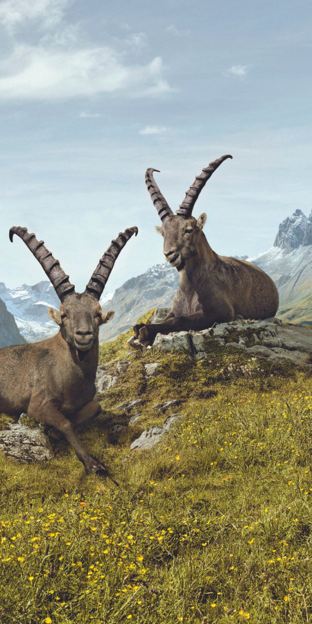 Steinböcke Gian und Giachen (Bild: © Graubünden Ferien / Jung von Matt) Steinböcke Gian und Giachen