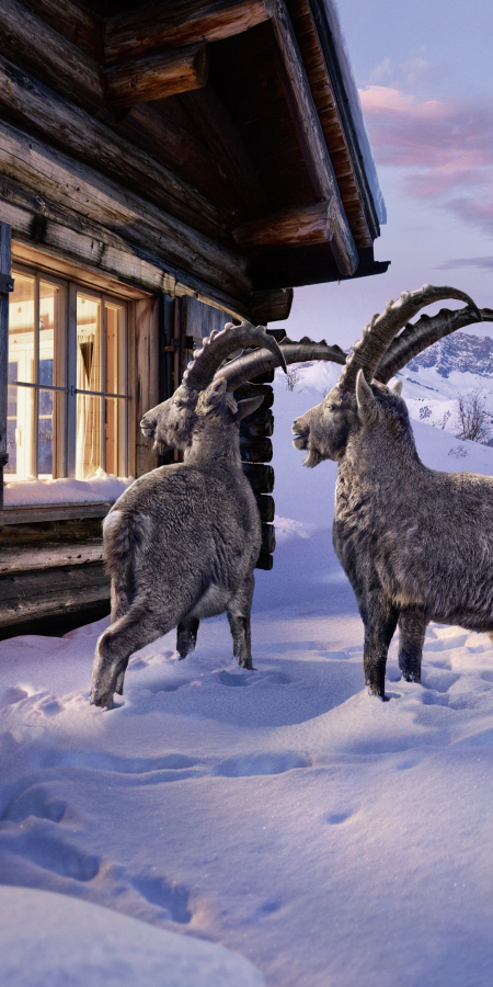 Die beiden Steinböcke Gian und Giachen blicken in eine Berghütte