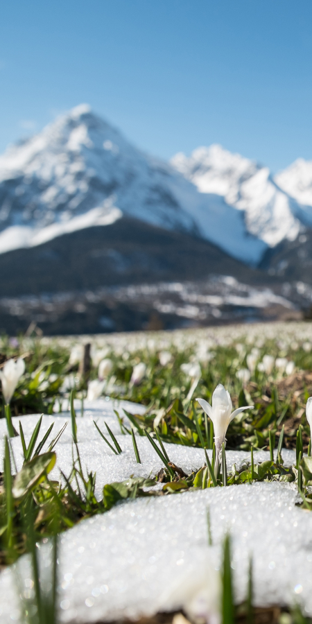 Die ersten Krokusse im Frühling im Unterengadin oberhalb von Ftan