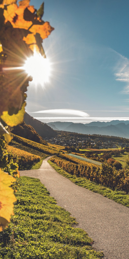 Blick auf das Dorf Fläsch in der Weinregion Bündner Herrschaft