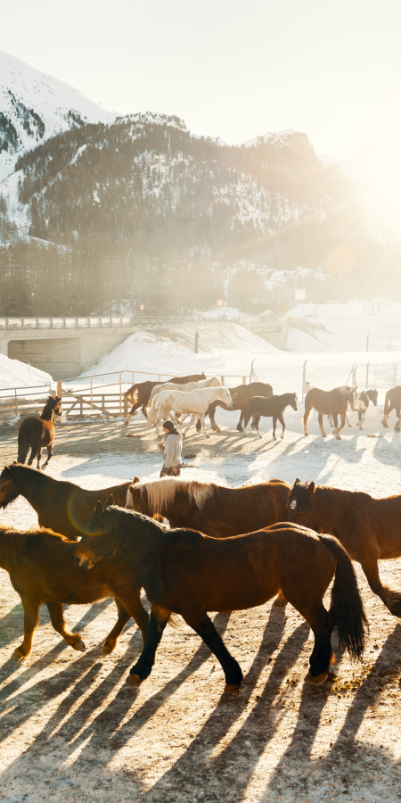 Pferdeherde (Foto: ©️ Schweiz Tourismus / Lorenz Richard) Pferdeherde (Foto: ©️ Schweiz Tourismus / Lorenz Richard)