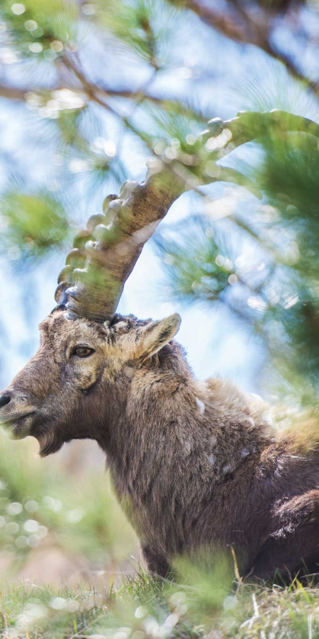 Wildtiere in Graubünden: Die «Big Five»