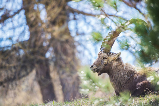 Steinbock in Pontresina