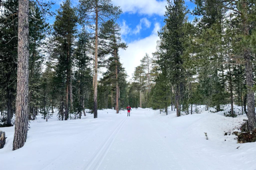 Langläuferin im Stazerwald