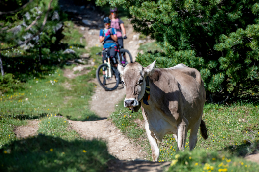 Eine Kuh versperrt Steffi Marth und Nicole Tschenett den Weg (Foto: © Balz Weber) Eine Kuh versperrt Steffi Marth und Nicole Tschenett den Weg