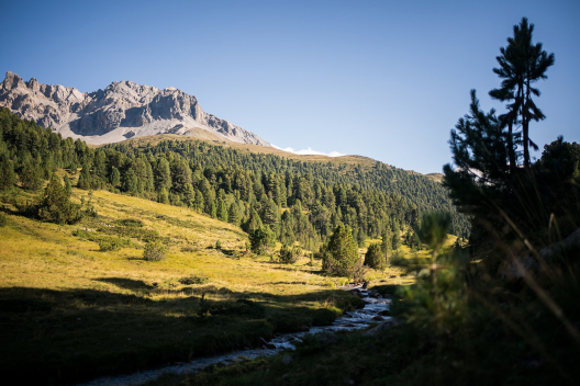 God da Tamangur (Foto: © Marco Hartmann) God da Tamangur, höchstgelegener Arvenwald Europas