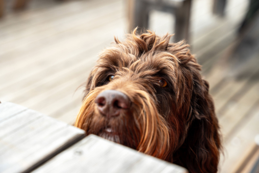 Hund im Restorant Vastur bei Sent
