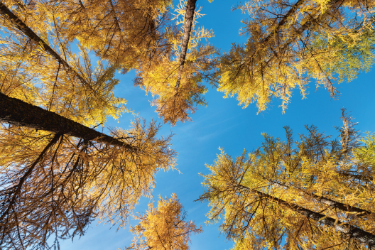 I larici giallo brillante caratterizzano il paesaggio autunnale della Val Müstair (Foto: © Nico Schaerer) Larici gialli in autunno in Val Müstair