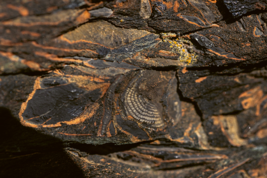 Fossil im dunklen Gestein mit. (Foto: © Nico Schaerer) Fossil im dunklen Gestein mit.