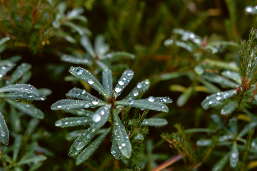 Pflanzen mit Wassertropfen. (Foto: © Nico Schaerer) Pflanzen mit Wassertropfen.