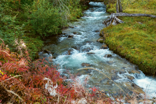 Die bunten natürlichen Ufer des Rombachs. (Foto: © Nico Schaerer) Die bunten natürlichen Ufer des Rombachs.