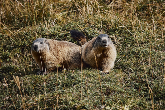 Marmottes dans la vallée de Trupchun – un habitant emblématique des paysages alpins du Parc national suisse (Photo : © Suisse Tourisme / Colin Frei) Deux marmottes se tiennent dans une prairie du Parc national suisse, dans la vallée de Trupchun