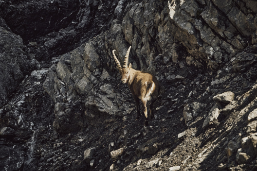 Bouquetin majestueux dans la vallée de Trupchun – symbole des Alpes dans le Parc national suisse (Photo : © Suisse Tourisme / Colin Frei) Un bouquetin se tient sur un terrain rocheux dans la vallée de Trupchun, au sein du Parc national suisse