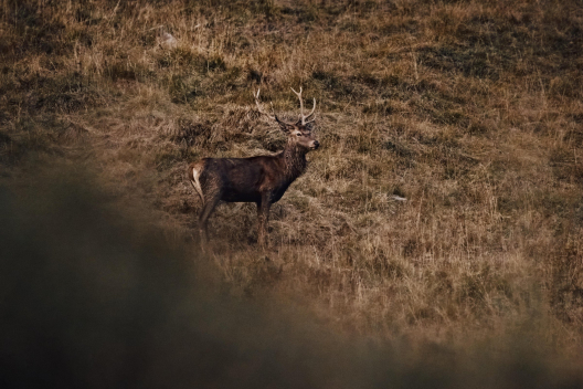 Cerf élaphe dans la vallée de Trupchun – des observations animalières spectaculaires dans le Parc national suisse (Photo : © Suisse Tourisme / Colin Frei) Un cerf élaphe se tient dans une prairie aux couleurs automnales dans la vallée de Trupchun, au Parc national suisse