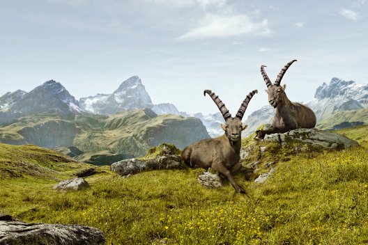 Die beiden Steinböcke Gian und Giachen ruhen in alpiner Sommerlandschaft in Graubünden