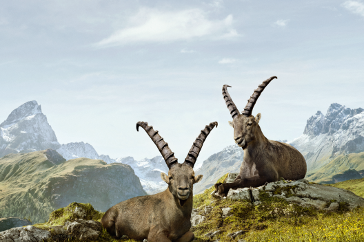 Die beiden Steinböcke Gian und Giachen ruhen in alpiner Sommerlandschaft in Graubünden