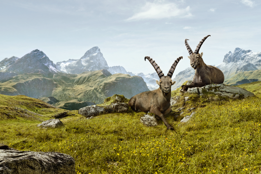 Die beiden Steinböcke Gian und Giachen ruhen in alpiner Sommerlandschaft in Graubünden