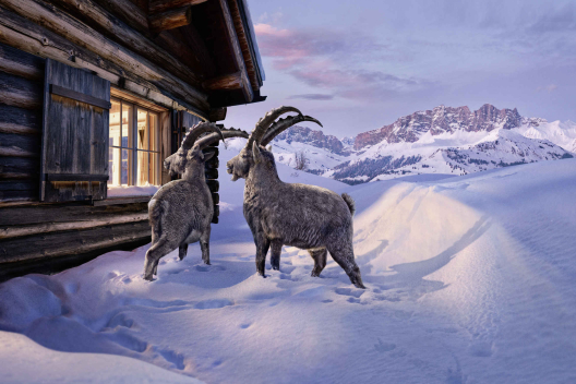 Die Steinböcke Gian und Giachen stehen in einer verschneiten Winterlandschaft in den Bündner Bergen und schauen neugierig durch das Fenster einer Berghütte