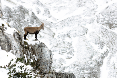Steingeiss (Foto: © natur-freizeit.ch) Steingeiss