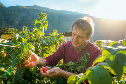 Regionale Genussvielfalt beginnt mit sorgfältiger Handarbeit (Foto: © Schweiz Tourismus / André Meier) Nicolò Paganini von Coltiviamo Sogni erntet Himbeeren in Campascio im Sonnenlicht