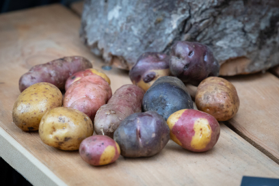 Bunte Bündner Kartoffelsorten als regionale Zutaten der Bündner Küche