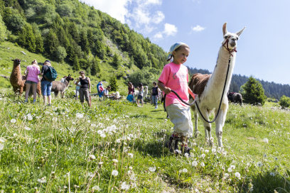 Lamatrekking in der Surselva (Bild: Surselva Tourismus AG) Lamatrekking in der Surselva (Bild: Surselva Tourismus AG)