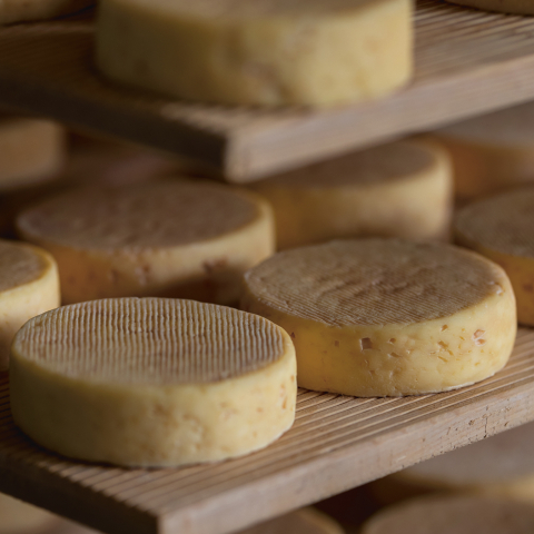 Bündner Bergkäse, Nufenen (© Nico Schärer) Bündner Bergkäse, Nufenen (© Nico Schärer)