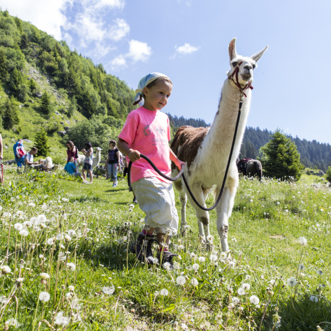 Lamatrekking in der Surselva