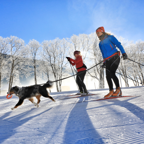 Langlaufen mit dem Hund (Foto: © Marcel Giger) Langlaufen mit dem Hund