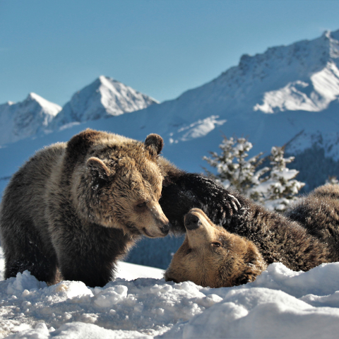 Die beiden Braunbären Jamila und Sam spielen miteinander im verschneiten Arosa Bärenland