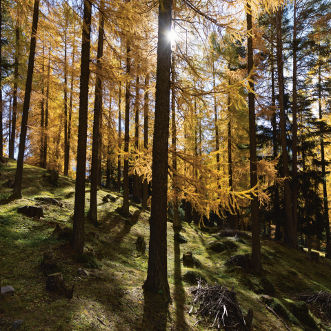 I larici dorati illuminano di luce calda la Val Müstair autunnale (Foto: © Nico Schaerer) Larici che diventano giallo oro in autunno in un bosco della Val Müstair