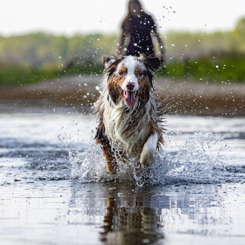 Ein Hund vergnügt sich in einem Badesee