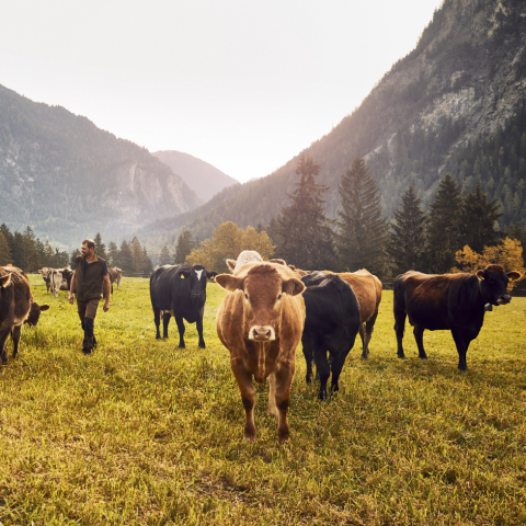 Vieh auf der Ranch Farsox in Alvaneu