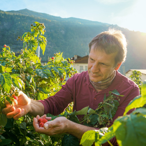 Nicolò Paganini in seinem Himbeerfeld (Foto:© Schweiz Tourismus / André Meier) Beerenproduzent Nicolò Paganini bei der Ernte seiner Herbst-Himbeeren