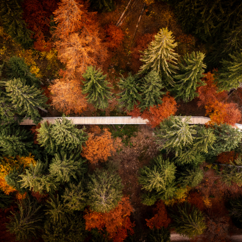 Baumwipfelpfad in Laax zwischen herbstlich gefärbten Blättern