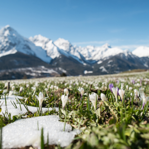 Krokusse auf einer Bergwiese oberhalb von Ftan im Unterengadin