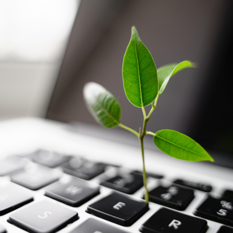 Kleiner grüner Baum wächst aus Laptoptastatur und versinnbildlicht die digitale Nachhaltigkeit Kleiner grüner Baum wächst aus Laptoptastatur