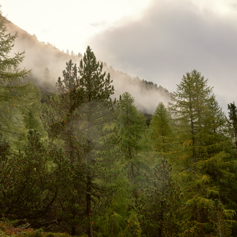 Wald im Schweizerischen Nationalpark. (Foto: © Nico Schaerer) Wald im Schweizerischen Nationalpark.