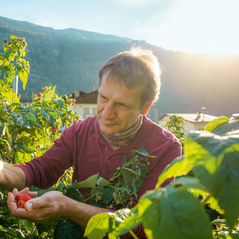 Regionale Genussvielfalt beginnt mit sorgfältiger Handarbeit (Foto: © Schweiz Tourismus / André Meier) Nicolò Paganini von Coltiviamo Sogni erntet Himbeeren in Campascio im Sonnenlicht