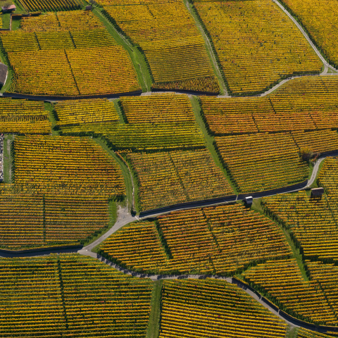 Herbstliche Rebenlandschaft rund um das Haus des Bündner Weins in Jenins (Foto: © Heidiland Tourismus) Luftaufnahme der herbstlich gefärbten Weinberge der Bündner Herrschaft bei Jenins