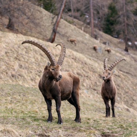 Steinwild in Pontresina (Foto: © GRF, Thalia Wünsche) Steinwild in Pontresina