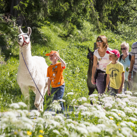 Eine Familie wandert im Sommer mit Lamas auf einem Weg in den Bündner Bergen
