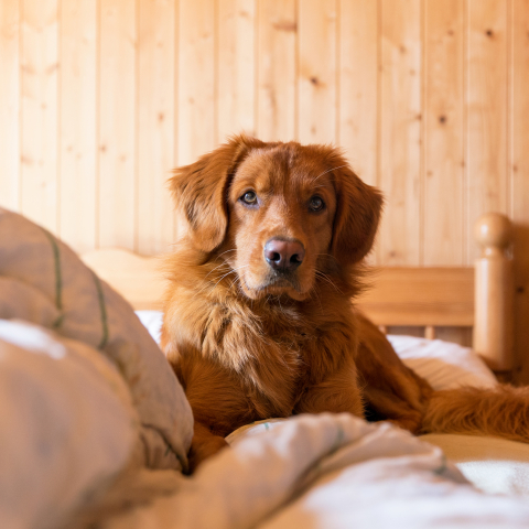 Hund liegt auf einem Bett in einem Hotelzimmer mit Holzvertäfelung