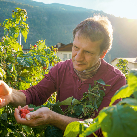 A man harvests raspberries from a bush by hand