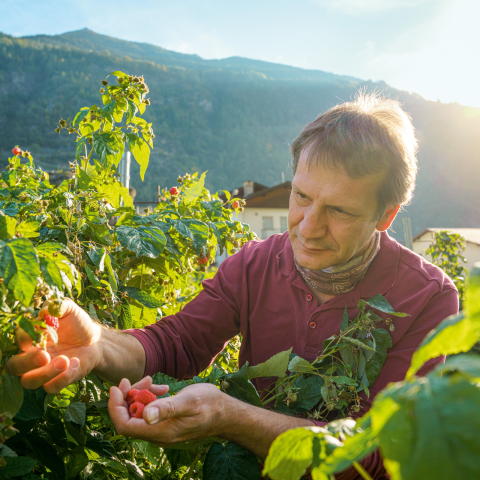 A man harvests raspberries from a bush by hand