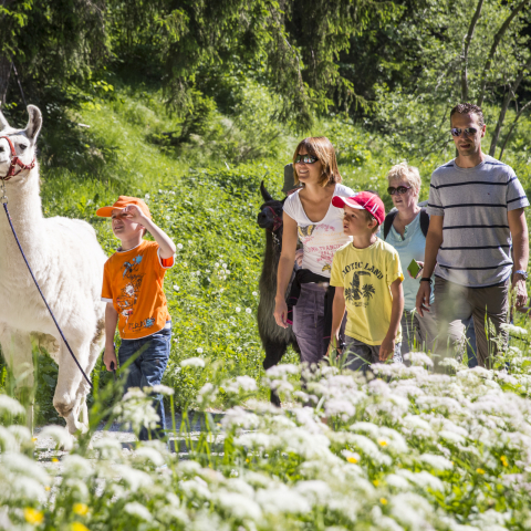 Lamatrekking in der Surselva