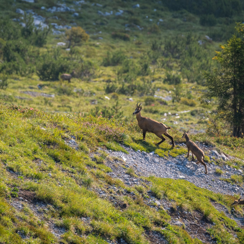 Wildtiere in Graubünden: Die «Big Five»