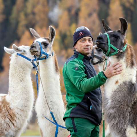 Isidor Sepp mit seinen Lamas (© Nicola Pitaro) Isidor Sepp mit seinen Lamas (© Nicola Pitaro)