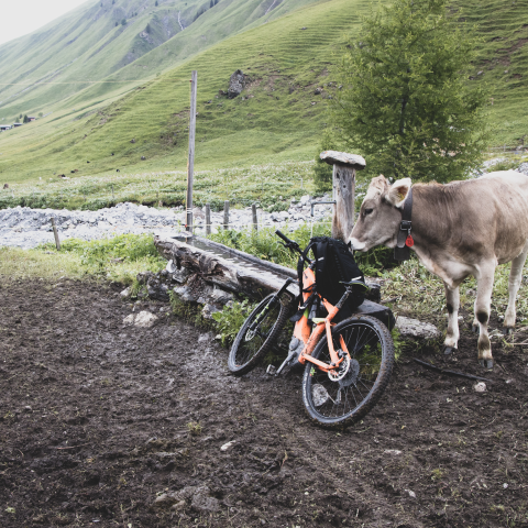 Kuh riecht am Rucksack (© Martin Hoch) Kuh riecht am Rucksack (© Martin Hoch)