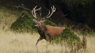 Hirsch Hirsch